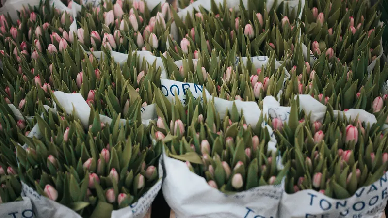 Bottes de tulipes roses emballées sur un marché aux fleurs